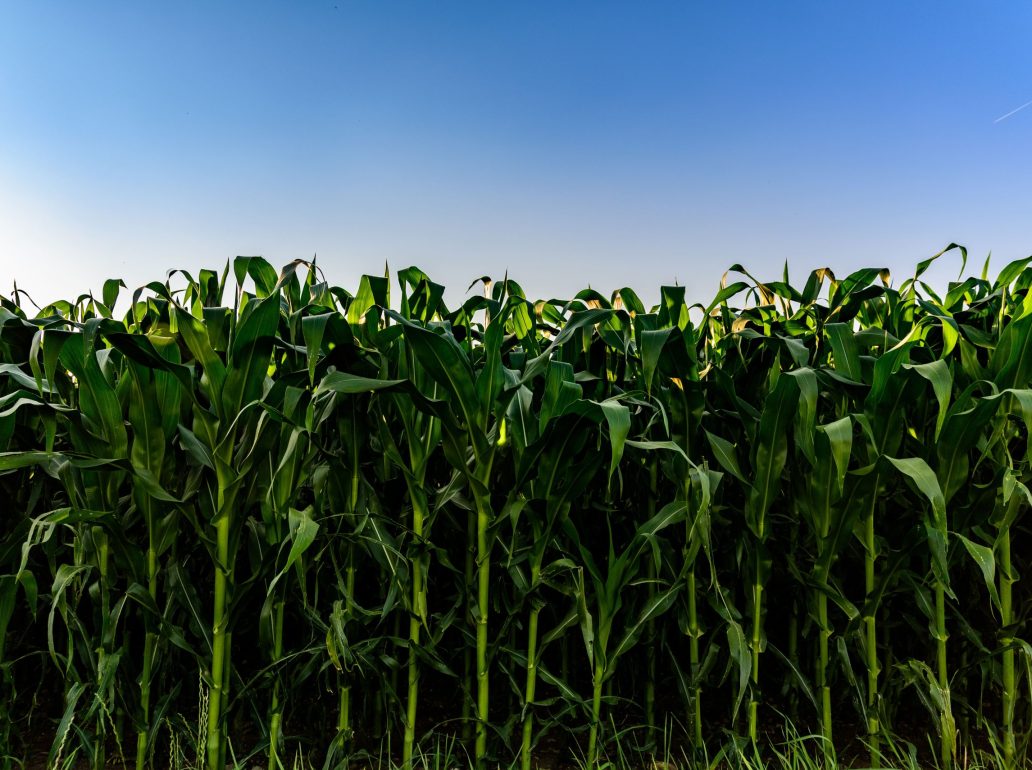 field-of-corn-in-the-sun-countryside-2021-08-28-09-04-58-utc-min